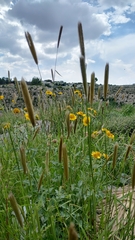 Chloris virgata