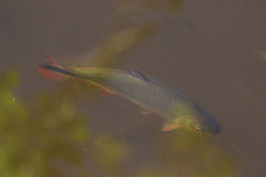 Brycon hilarii