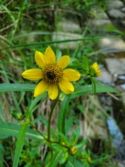 Bidens laevis