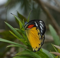 Delias descombesi