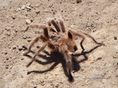 Grammostola rosea