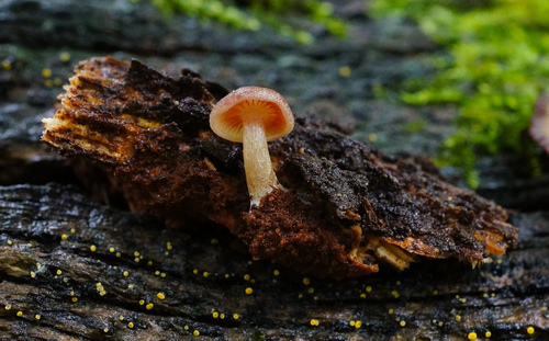 Callistosporium purpureomarginatum image