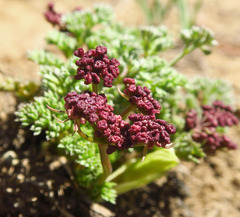 Lomatium cuspidatum