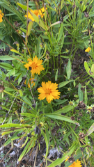 Coreopsis lanceolata