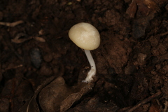 Lactocollybia