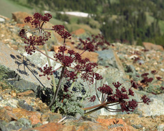 Lomatium cuspidatum