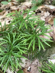 Lycopodiaceae