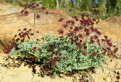 Lomatium cuspidatum