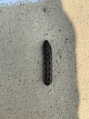 Spodoptera ornithogalli