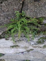 Asplenium trichomanes