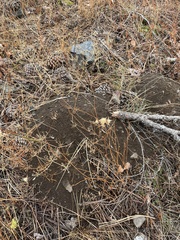 Thomomys talpoides