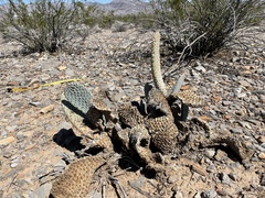 Opuntia basilaris basilaris