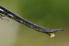 Somatochlora semicircularis