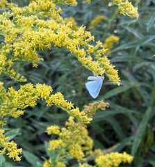 Lomographa vestaliata