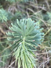 Euphorbia cyparissias