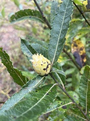 Rabdophaga strobiloides