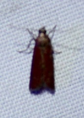 Varneria postremella