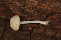 Lactocollybia
