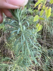 Euphorbia cyparissias