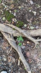 Oxalis