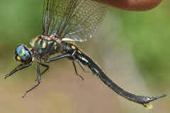 Somatochlora semicircularis