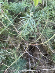 Euphorbia cyparissias
