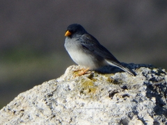 Rhopospina alaudina alaudina