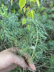 Euphorbia cyparissias