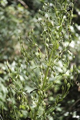 Frasera caroliniensis