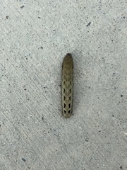 Spodoptera ornithogalli