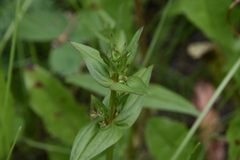 Gentianella amarella