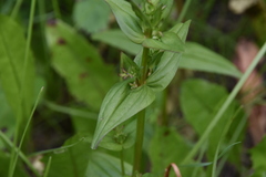 Gentianella amarella