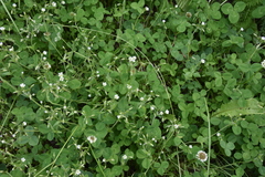 Cerastium