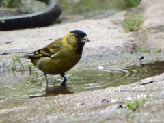 Spinus barbatus