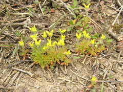 Ceratocephala testiculata
