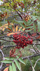 Sorbus americana