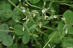 Cerastium
