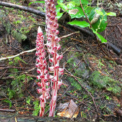 Allotropa virgata