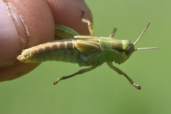 Melanoplinae