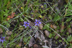 Sisyrinchium