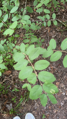 Symphoricarpos orbiculatus