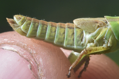 Melanoplinae