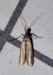 Homoeosoma electella