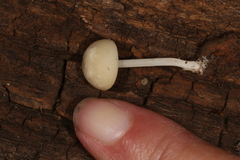 Lactocollybia