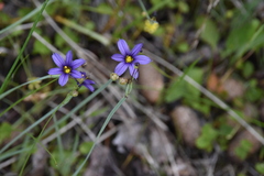Sisyrinchium