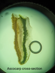 Xanthomendoza fallax