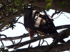 Accipiter chilensis