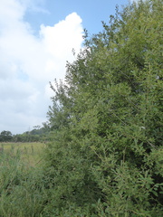 Salix × multinervis