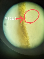 Xanthomendoza fallax