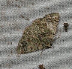 Aeolochroma rhodochlora